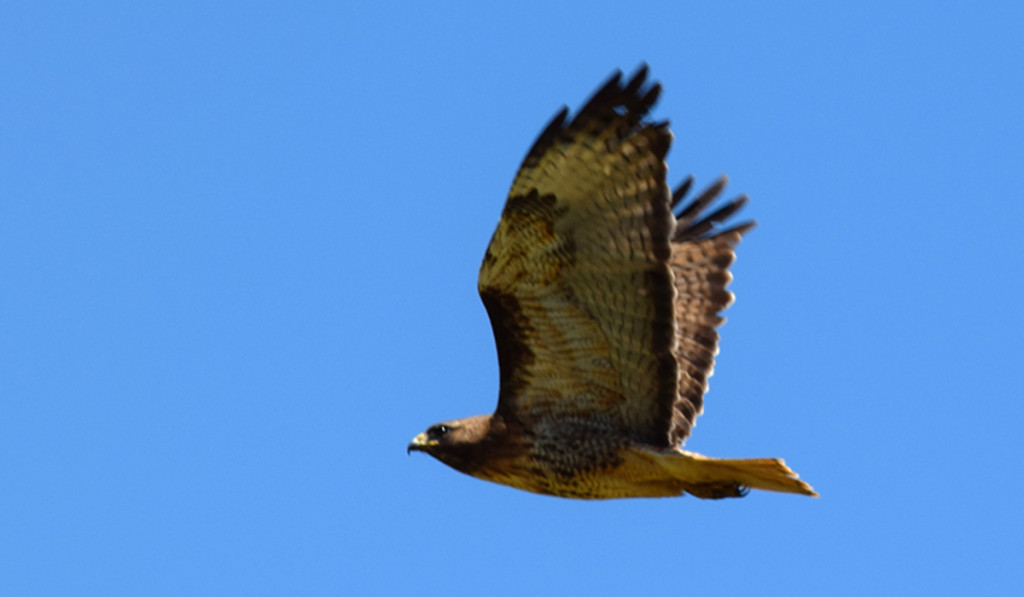 red tail 4_blog