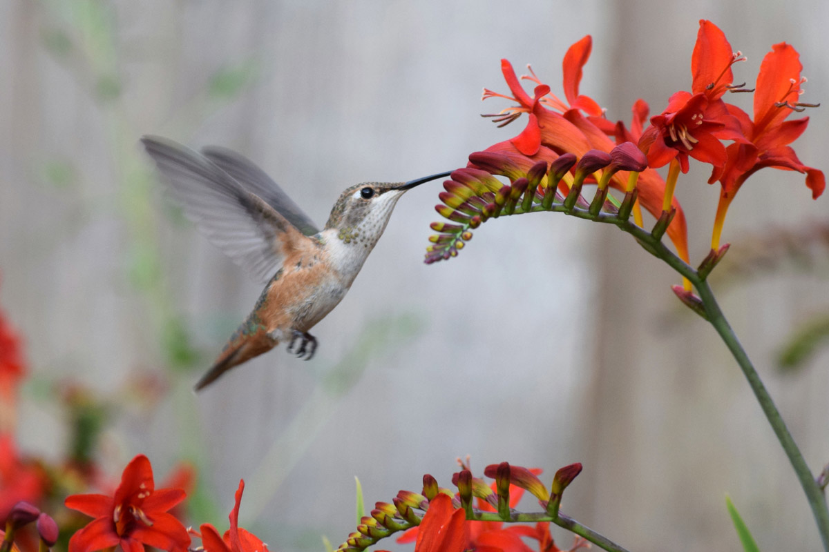 hummingbird 3_small