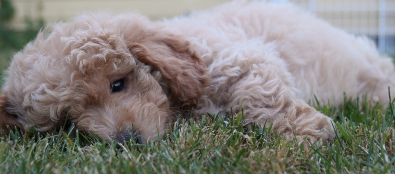 Meet Milo