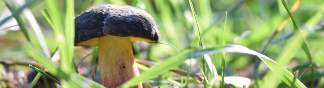 Mushroom marvels: How to inspire desire in learning and living joyfully Mushroom marvels: How to inspire desire in learning and living joyfully
