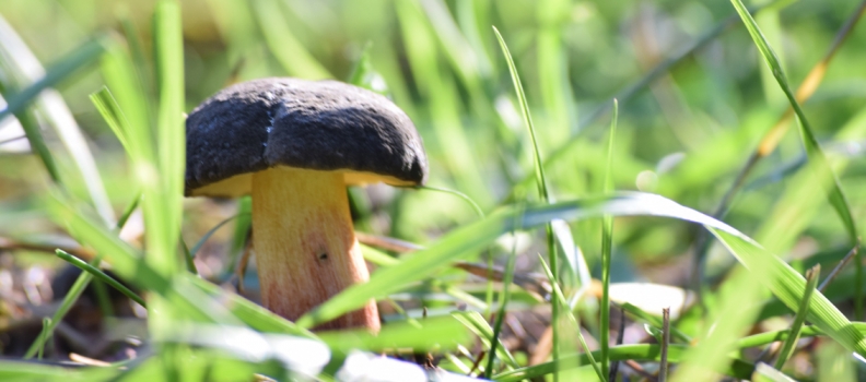 Mushroom marvels: How to inspire desire in learning and living joyfully