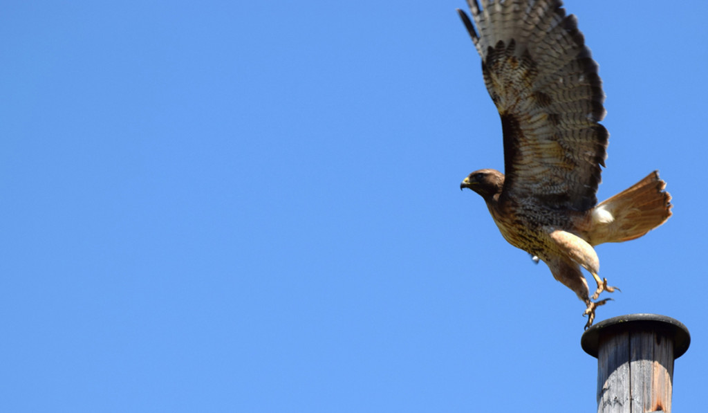 Red tail 2_blog
