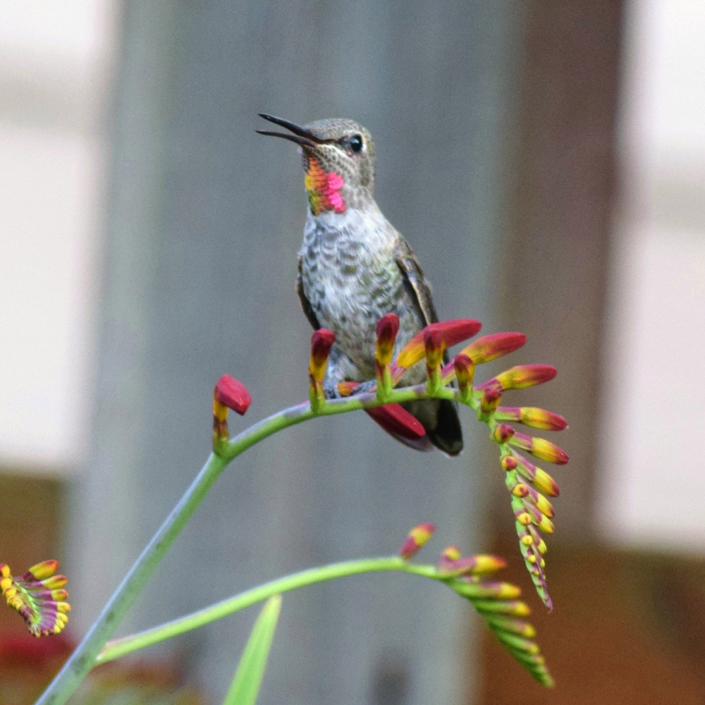 hummingbird 2_small